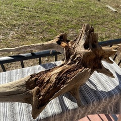 天然大型流木　　アクアリウム、爬虫類の画像