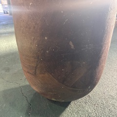 特大！睡蓮鉢 の画像