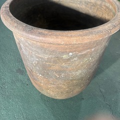 特大！睡蓮鉢 の画像