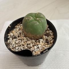 ロフォフォラ　多肉植物の画像