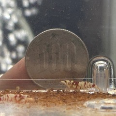 🔥ブラックフライデー最終4日間限定🔥 沖縄産レッドファンシータイガーシュリンプ（主に稚蝦）大放出🦐の画像