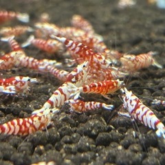 🔥ブラックフライデー最終4日間限定🔥 沖縄産レッドファンシータイガーシュリンプ（主に稚蝦）大放出🦐の画像