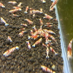 🔥ブラックフライデー最終4日間限定🔥 沖縄産レッドファンシータイガーシュリンプ（主に稚蝦）大放出🦐の画像