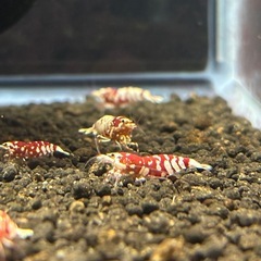 🔥ブラックフライデー最終4日間限定🔥 沖縄産レッドファンシータイガーシュリンプ（主に稚蝦）大放出🦐の画像