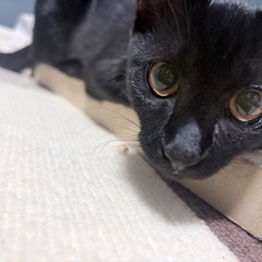 黒猫女の子　8ヶ月です。