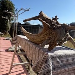 天然大型流木　アクアリウム、爬虫類の画像