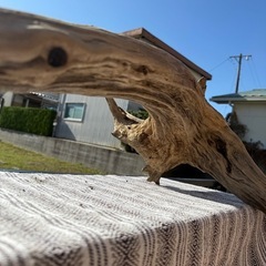 天然大型流木　アクアリウム、爬虫類の画像