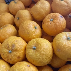 柚子ゆず　ハネダシ50個の画像