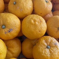 柚子ゆず　ハネダシ50個の画像