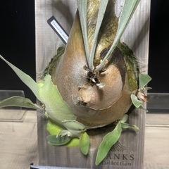 ビカクシダ　ビーチ　ベイチー　親株　の画像