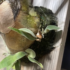 ビカクシダ　ビーチ　ベイチー　親株　の画像