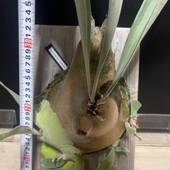 ビカクシダ　ビーチ　ベイチー　親株　の画像