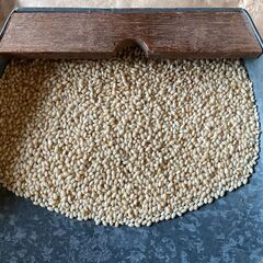 令和6年産　新見市　ひめのもち10kg　玄米の画像