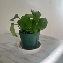 テルノリンダの画像