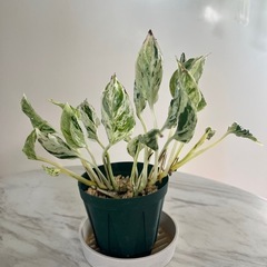 テルノラブソングの画像