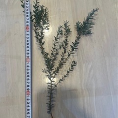 ③ユーカリ　切り枝　10本の画像