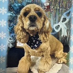 人懐こく明るいアメリカンコッカー４歳♂