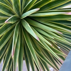 アロイフォリア斑入り極太の画像