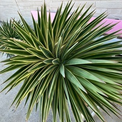 アロイフォリア斑入り極太の画像