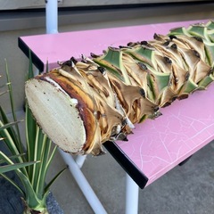 アロイフォリア斑入り極太の画像