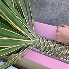 アロイフォリア斑入り極太の画像