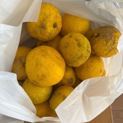 決まりました！　柚子40個ほどの画像