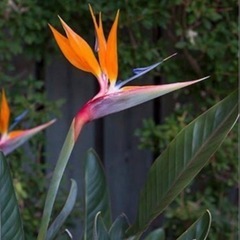 極楽鳥花（ストレチアレギネ）苗🌱3株 (たか) 長浜の家庭用品