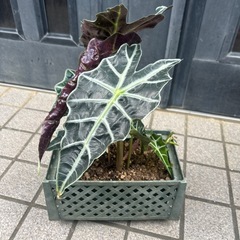 観葉植物の画像