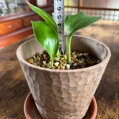 極楽鳥花①（ストレチアレギネ）苗🌱3株の画像