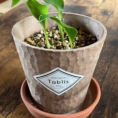 極楽鳥花①（ストレチアレギネ）苗🌱3株の画像