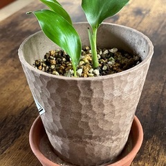 極楽鳥花①（ストレチアレギネ）苗🌱3株の画像