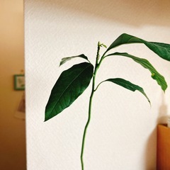 観葉植物　アボカドの木　ハイドロカルチャー　の画像