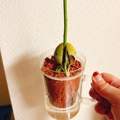 観葉植物　アボカドの木　ハイドロカルチャー　の画像