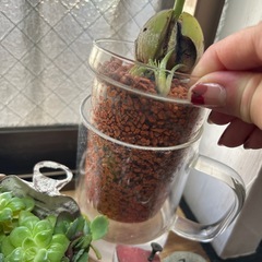 観葉植物　アボカドの木　ハイドロカルチャー　の画像