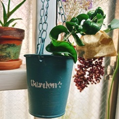 観葉植物　ホヤ　カルノーサ　コンパクタ　2号スリット　吊り下げプランター付きの画像