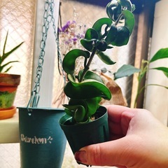 観葉植物　ホヤ　カルノーサ　コンパクタ　2号スリット　吊り下げプランター付きの画像