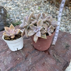 多肉植物の画像