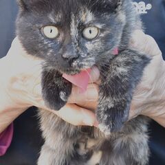 大山　みーちゃん