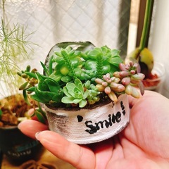 そのまま飾れる多肉植物　リメイク缶の画像