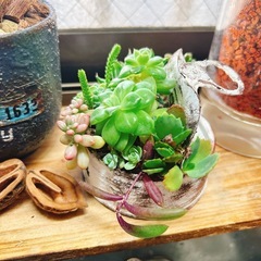 そのまま飾れる多肉植物　リメイク缶の画像