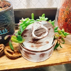 そのまま飾れる多肉植物　リメイク缶の画像