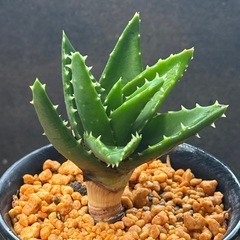 ✨たのしい✨ゆかいな✨仲間たち✨多肉植物の画像