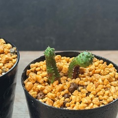 ✨たのしい✨ゆかいな✨仲間たち✨多肉植物の画像