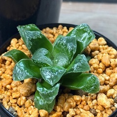 ✨たのしい✨ゆかいな✨仲間たち✨多肉植物の画像