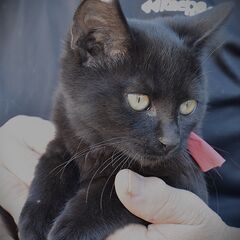 大山　りーちゃん - 東伯郡