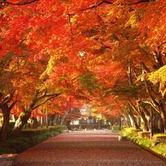 おはようございます🍁