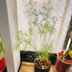 観葉植物　アスパラガスミリオクラダス　リメイク鉢付きの画像
