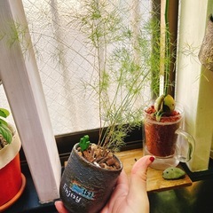 観葉植物　アスパラガスミリオクラダス　リメイク鉢付きの画像