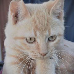 大山　やーちゃん