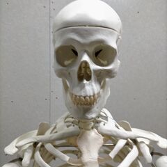 3B Scientific 骨格模型 等身大 スタンド付き 医療模型 解剖学 学校教材 リハビリ 整骨院 ディスプレイ 美品  88338-1-①-200Tの画像